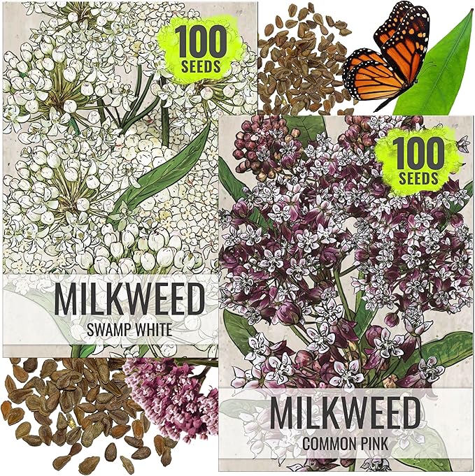 Seed Needs Milkweed Seeds for Planting Common Pink/Swamp White Asclepias Flowers - Heirloom Wildflowers to Attract Monarch Butterflies to a Butterfly Garden