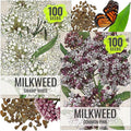 Seed Needs Milkweed Seeds for Planting Common Pink/Swamp White Asclepias Flowers - Heirloom Wildflowers to Attract Monarch Butterflies to a Butterfly Garden