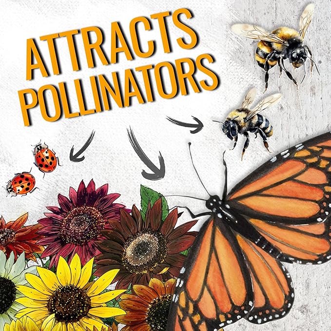 Seed Needs Sunflower Seeds to Plant The Original Crazy Blend | 500+ Heirloom Seeds 15+ Varieties Open Pollinated & Untreated | Resealable Bulk Package Multicolored Blooms Flower Seed