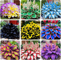 220+ Mixed Rare Hosta Seeds for Planting-Attract Pollinators Perennial Garden Decoration
