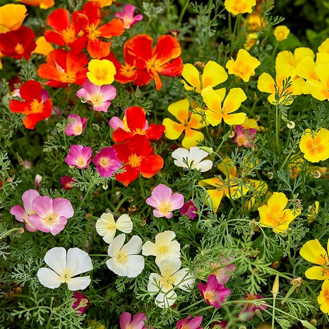 Burpee Sunset Mixed Colors Poppy Seeds - Vibrant, Easy Annual Flowers