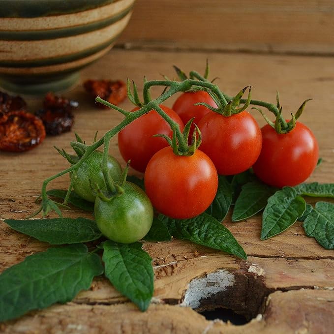 Principe Borghese Tomato - 50 Seeds - Italian Heirloom Sun-Drying Tomato, Open-Pollinated Variety, USA-Grown, Non-GMO Vegetable Seeds for Planting Outdoors in The Home Garden, Thresh Seed Company