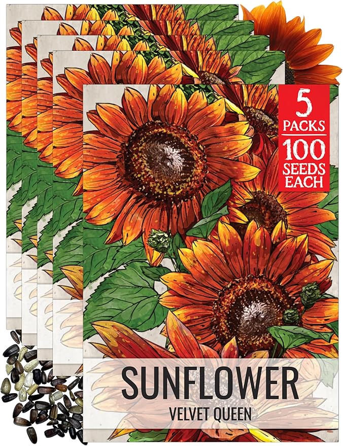 Seed Needs Sunflower Seeds for Planting Velvet Queen Sunflowers - Heirloom & Open Pollinated Flower Seed to Plant an Outdoor Butterfly Garden (5 Packs)