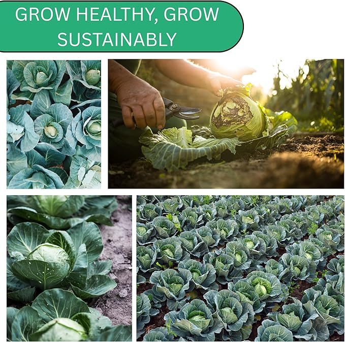 Woods Creek Seeds: Golden Acre Cabbage Seeds for Planting - Over 700 Heirloom Non-GMO Green Cabbage Seeds - Beginner-Friendly Vegetable Seed for Home, Indoor or Outdoor Gardeners