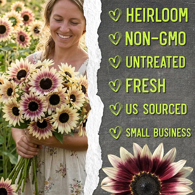 Seed Needs Sunflower Seeds for Planting Cherry Rose Sunflowers - Hybrid Flowers with Unique Bi-Colors for an Outdoors Flower Garden - Great for Cut Flowers in Bouquets & Floral Arrangements (1 Pack)