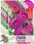 Seed Needs, Violet Queen Zinnia Seeds - 250 Heirloom Seeds for Planting Zinnia elegans - Magenta Colored Blooms Perfect for an Outdoor Butterfly Garden, Makes A Great Cut Flower (5 Packs)