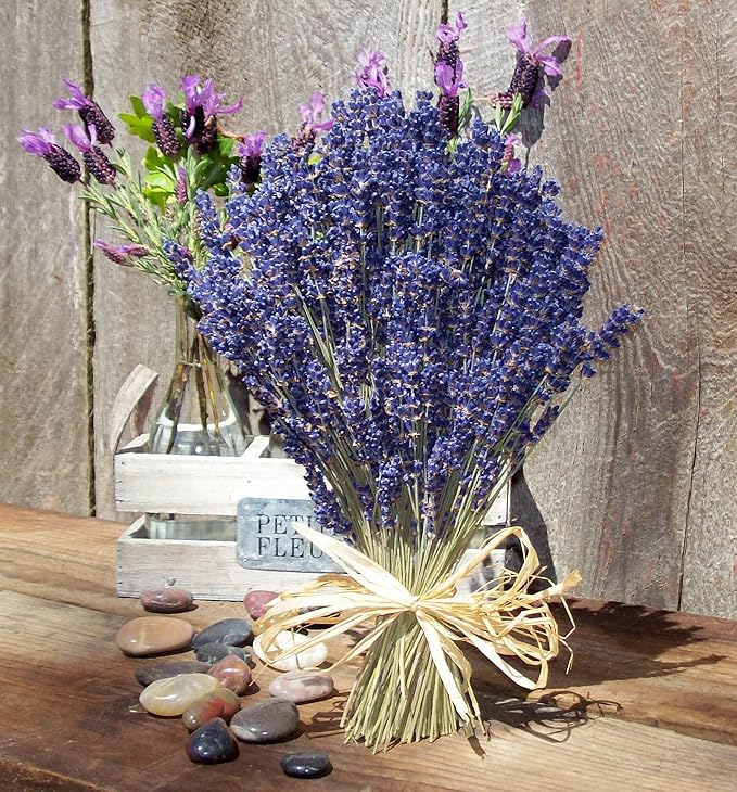 Seeds Herb English Lavender Medicinal - 150 Seeds
