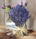 CEMEHA SEEDS - Seeds Lavender Non GMO Herbs for Planting