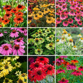 1000pcs Echinacea Coneflower Seeds for Planting, Non-GMO Heirloom Perennial Rare Echinacea Flower Plant Seeds, Landscape Hardy Garden Flowers for Outdoors