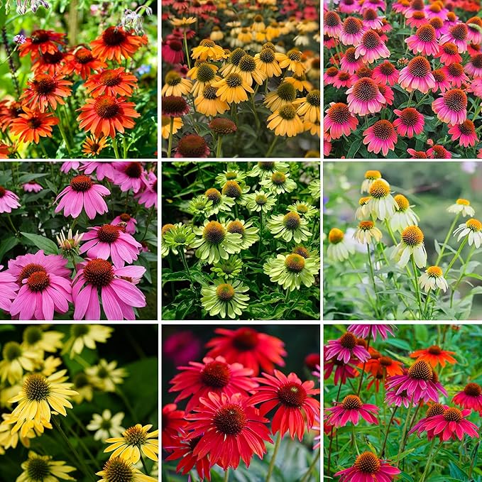 1000pcs Echinacea Coneflower Seeds for Planting, Non-GMO Heirloom Perennial Rare Echinacea Flower Plant Seeds, Landscape Hardy Garden Flowers for Outdoors