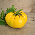Dixie Golden Giant Heirloom Tomato - 50 Seeds - Rare Heirloom Yellow Tomato, Sweet, Low Acid Variety, USA-Grown, Non-GMO Vegetable Seeds for Planting Outdoors in The Home Garden, Thresh Seed Company