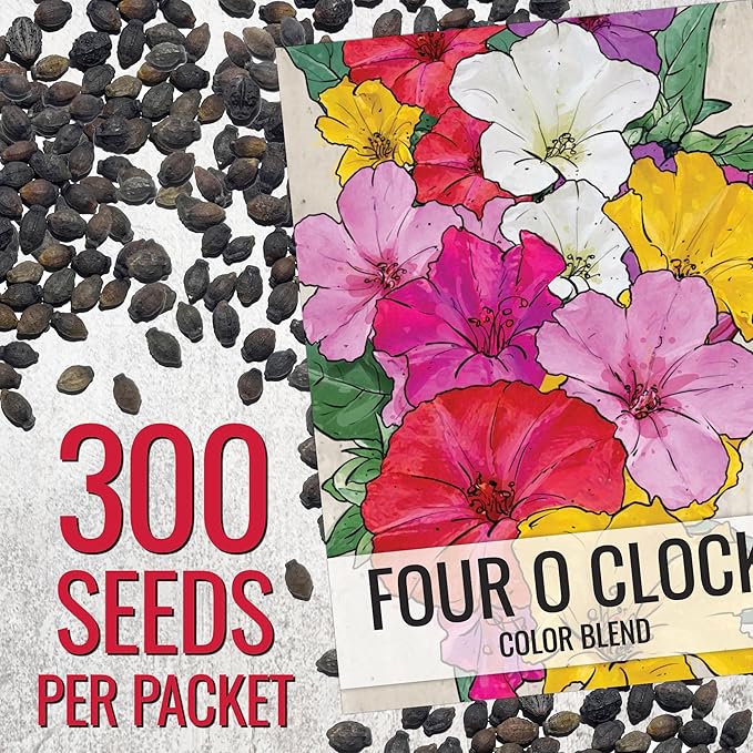 Seed Needs Four O' Clock Seeds Mixed Colors Annual Multicolored Blooms | 300+ Heirloom Seeds Mirabilis Jalapa Annuals Open Pollinated | Bulk Annual Flowering Seed Attracts Pollinators