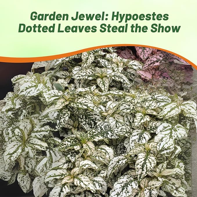 Outsidepride Splash Select White Hypoestes Seed for Planting - 100 Pcs Perennial Polka Dot Plant Seeds w/Variegated Foliage for Containers, Hanging Baskets, Small Gardens, Both Indoors & Outdoors