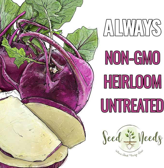 Seed Needs Kohlrabi Seeds for Planting Purple Vienna Kohlrabi Crops - Non-GMO Heirloom & Untreated Vegetable Seed to Plant an Outdoor Home Grown Veggie Garden (Purple Kohlrabi, 5 Packs (2,500 Seeds))