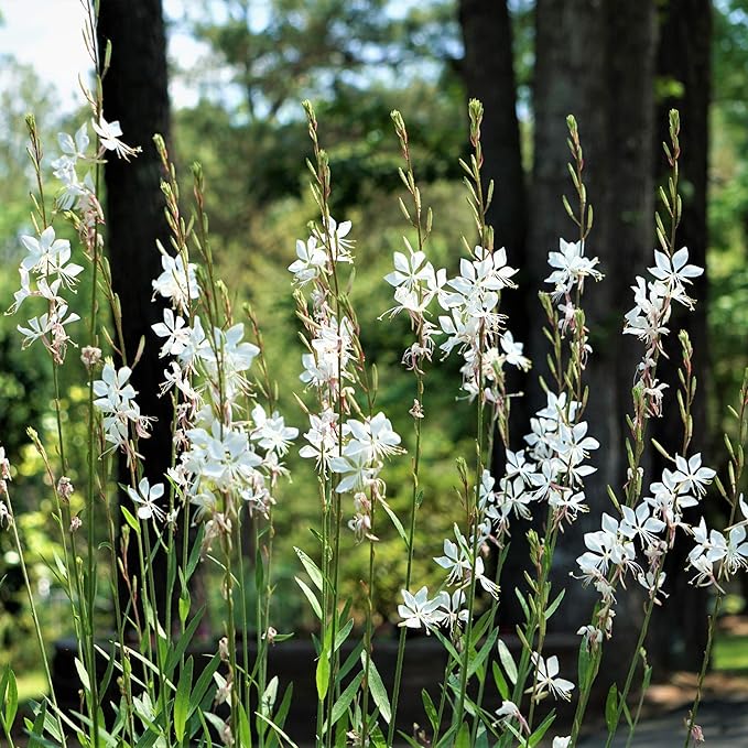 Outsidepride Gaura Seeds - 400 Pcs. Perennial, Drought Tolerant & Low Maintenance, Flower Seeds for Planting Easy to Grow, Vibrant & Tall White-Pink Blooms for Xeriscaping & Pollinator Gardens