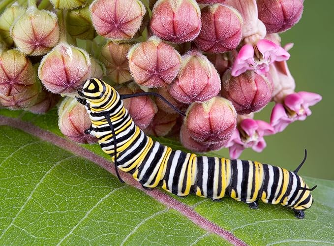 Milkweed Seeds Variety Pack – Butterfly, Common, Showy & Swamp Milkweed – 100% Non-GMO Wildflower Seeds for Monarch Butterflies – Perennial Pollinator Garden Favorites – USA Grown