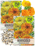 Seed Needs Crackerjack Marigold Seeds for Planting - Heirloom & Open Pollinated Annual Flowers - Plant a Butterfly Garden to Attract Pollinators (2 Packs)