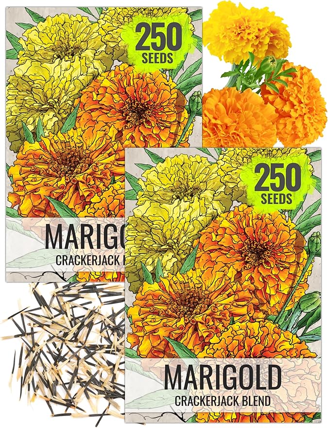 Seed Needs Crackerjack Marigold Seeds for Planting - Heirloom & Open Pollinated Annual Flowers - Plant a Butterfly Garden to Attract Pollinators (2 Packs)