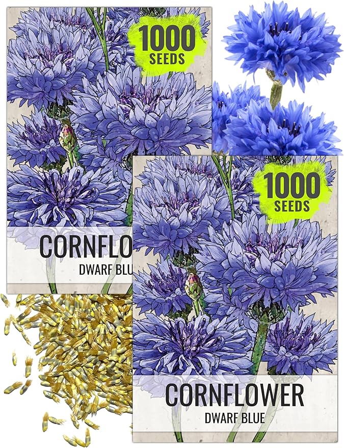 Seed Needs Cornflower Seeds for Planting Dwarf Blue Bachelor's Button Wildflowers - Heirloom & Open Pollinated Flowers to Plant and Grow an Outdoor Home Grown Butterfly Garden (2 Packs)