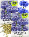 Seed Needs Cornflower Seeds for Planting Dwarf Blue Bachelor's Button Wildflowers - Heirloom & Open Pollinated Flowers to Plant and Grow an Outdoor Home Grown Butterfly Garden (2 Packs)