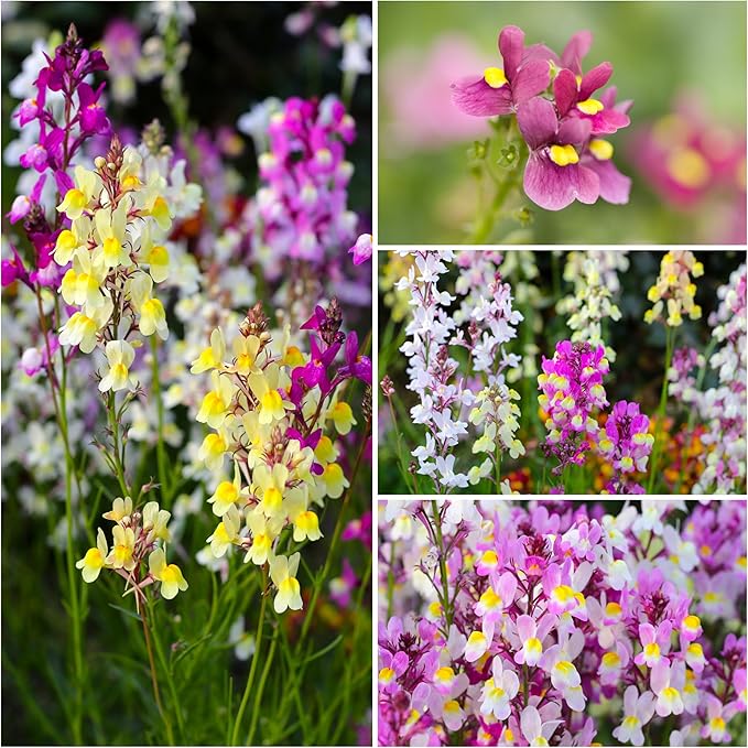 Seed Needs Snapdragon Seeds for Planting Baby Snapdragons - Fairy Bouquet Blend - Heirloom & Open Pollinated Flower Seed to Plant an Outdoor Butterfly Garden (2 Packs)