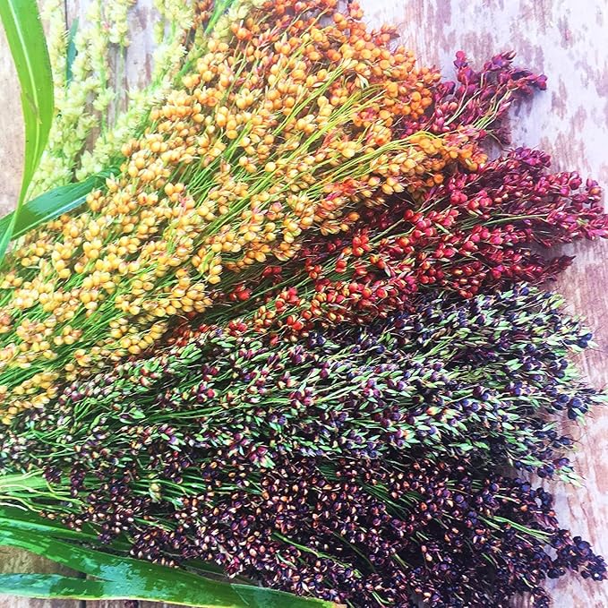 Food Plot Seeds for Planting - Grow Food for Deer, Turkey, Elk, Phesants, Quail and Other Wild Game (Mix Color Sorghum - 500 Seeds)