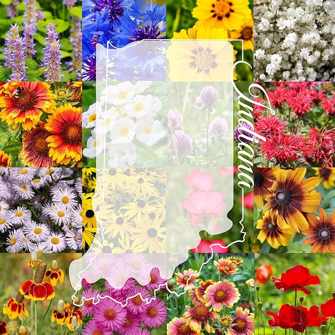 Indiana Bulk Perennial Wildflower Seed Mix 1lb Covers 2,000sq-ft - Attract Pollinators, Multi-Color Blooms - Midwest US Species Plant in Spring/Fall - Earth-Friendly Packaging (1/2 Pound)