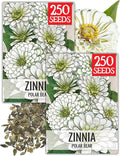 Seed Needs Polar Bear White Zinnia Seeds for Planting - Heirloom & Untreated - Grow a Butterfly Garden to Attract Butterflies, Bees and Pollinators - Great Cut Flowers (2 Packs)