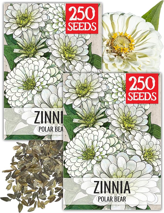 Seed Needs Polar Bear White Zinnia Seeds for Planting - Heirloom & Untreated - Grow a Butterfly Garden to Attract Butterflies, Bees and Pollinators - Great Cut Flowers (2 Packs)