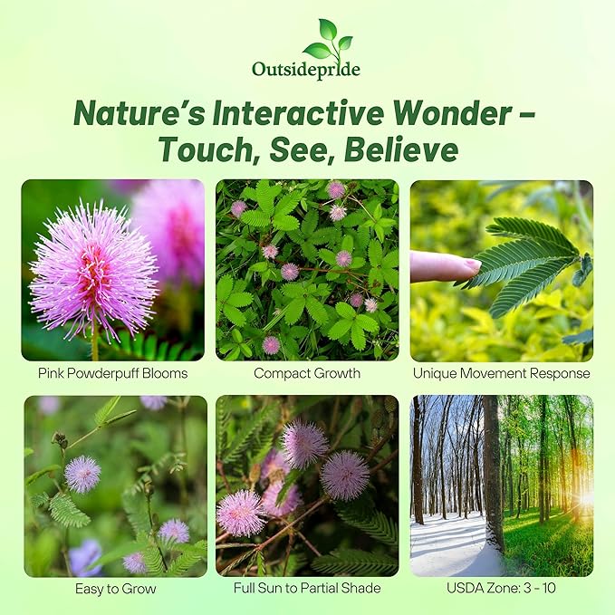 Outsidepride Mimosa Pudica Seeds - 2000 Pcs Annual, Easy to Grow, Sensitive Plant Seeds for Planting, Great for Educational Projects & Garden Displays