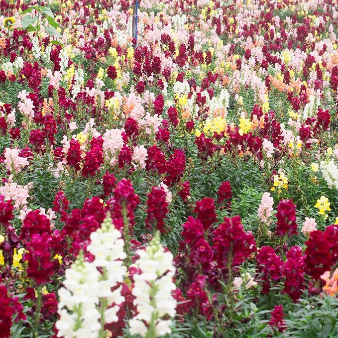 Park Seed Snap Dragon Flower Plant Seeds – Night and Day Variety with Striking Scarlet and White Blooms, Cool-Season Scented Annual for Beds and Borders, Bold Contrast for Spring and Fall, Pack of 100