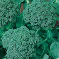 Green Sprouting Calabrese Broccoli Seeds - 1 g ~250-350 Seeds - Non-GMO, Heirloom, Open Pollinated - Vegetable Gardening, Micro Greens & Sprouting