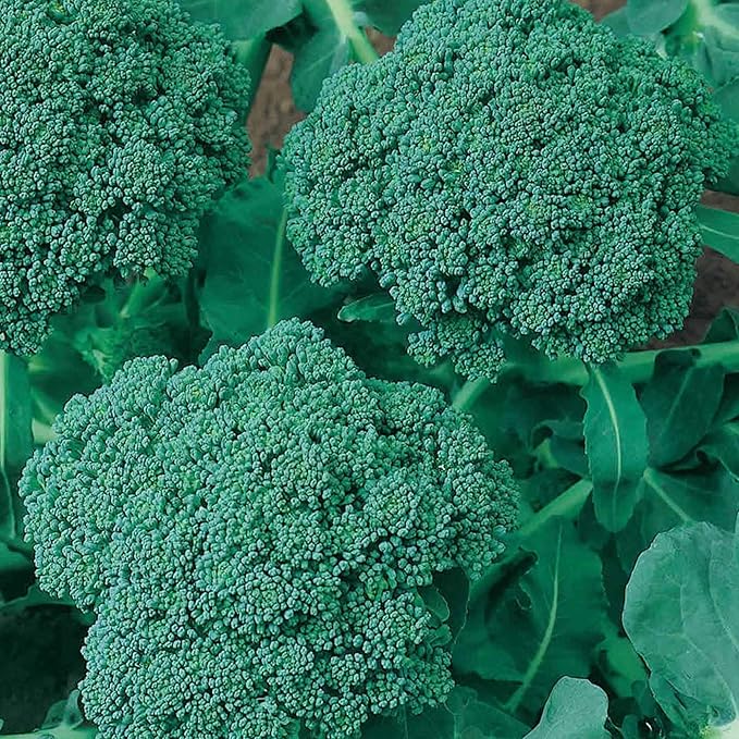 Green Sprouting Calabrese Broccoli Seeds - 1/4 LB ~36,000 Seeds - Non-GMO, Heirloom, Open Pollinated - Vegetable Gardening, Micro Greens & Sprouting