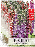 Seed Needs Foxglove Seeds for Planting Excelsior Mix Fox Glove - Heirloom & Open Pollinated Flowers to Plant an Outdoor Butterfly Garden with Colorful Wildflowers (5 Packs (25,000 Seeds))