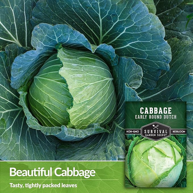 Early Round Dutch Cabbage Seeds for Planting | Heirloom Non-GMO Cold Hardy Variety for Spring & Fall Gardens - Storage & Sauerkraut Cabbages - Survival Garden Seeds (1 Pack)
