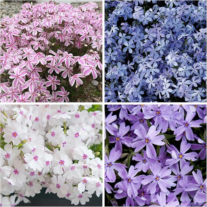 1200+ Creeping Phlox Seeds for Planting - Annual Phlox Seeds Perennial Ground Cover Plants for Home Garden Outdoor
