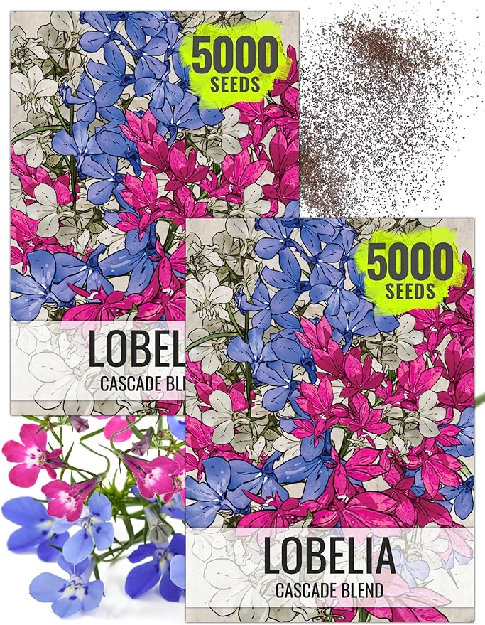 Seed Needs, Cascade Mixture Lobelia Seeds - 5,000 Heirloom Seeds for Planting Lobelia pendula - Colorful Flowers Great for Hanging Baskets, Pots & Containers (2 Packs)
