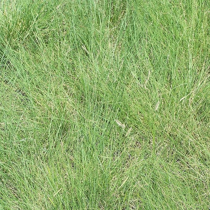 Outsidepride Blue Grama Native Grass Seed - 1 lb. Perennial, Drought Tolerant & Low Maintenance, Pasture Seeds for Planting Densely Tufted Leaves, Ideal for Hay Foraging, Grazing & Erosion Control