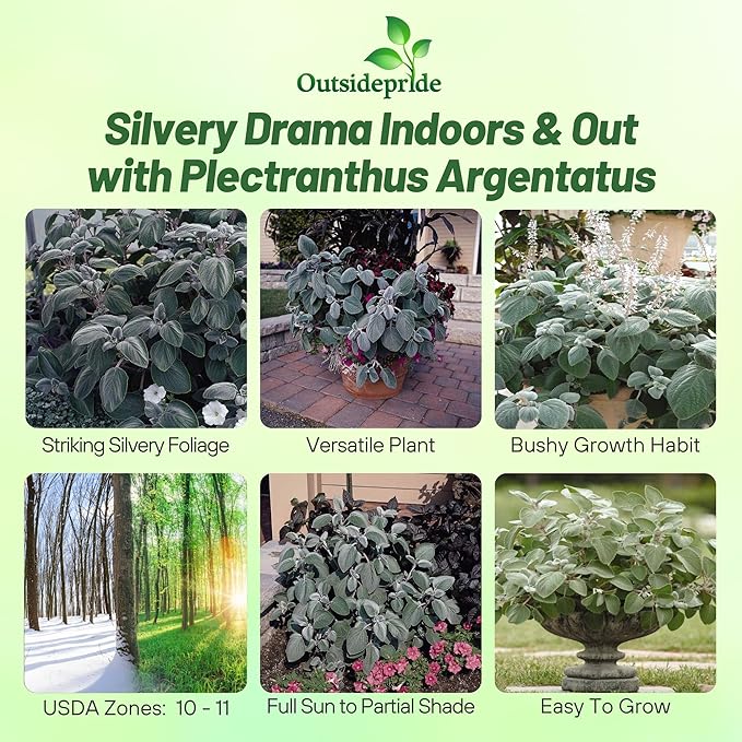 Outsidepride Silver Shield Plectranthus Seeds - 15 Pcs Perennial, Shade-Adapted, Heat-Friendly Plant Seeds for Outdoor Perennials, Attractive Silvery Foliage & Low Maintenance Garden Plants