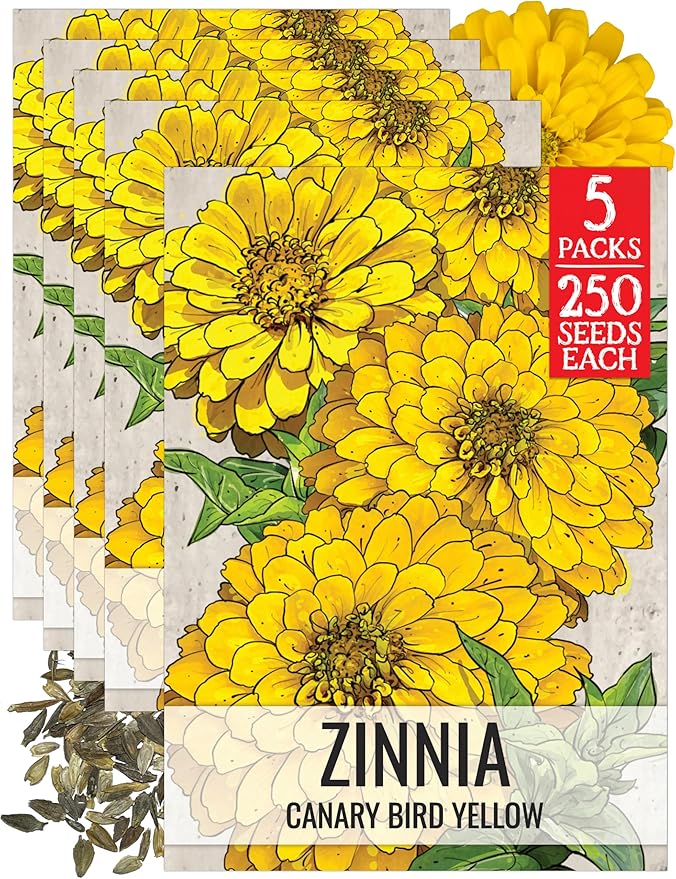Seed Needs Zinnia Seeds for Planting Canary Bird Yellow Zinnias - Heirloom & Open Pollinated Annual Cut Flowers for a Butterfly Garden (5 Packs)