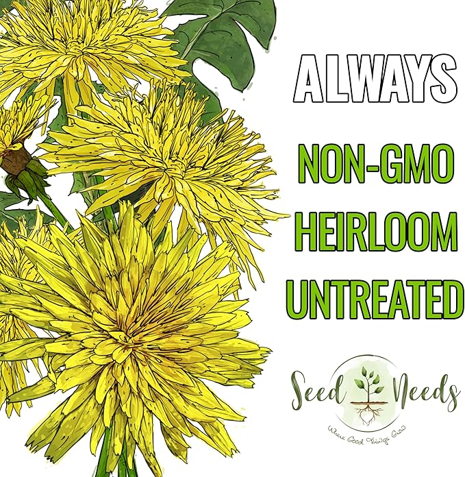 Seed Needs Dandelion Seeds for Planting Traxacum officinale - Non-GMO Heirloom & Untreated Garden Seed to Plant Dandelions for Herbal Uses & Edible Salads (5 Packs (2,500 Seeds))