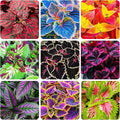 150+ Mix Rainbow Coleus Seeds for Planting - Beautiful Plant in Your Home Garden - Indoors or Outdoors - Attractive and Colorful Coleus Seeds