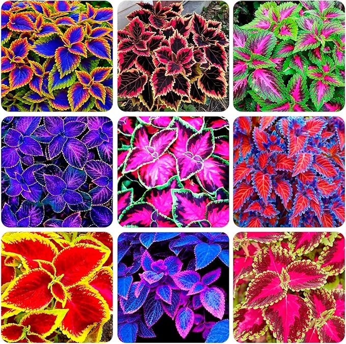 150+Coleus Rainbow Mix Seeds for Planting Outdoor-Beautiful Flower Plant in Your Home Garden Indoors or Outdoors Attractive and Colorful