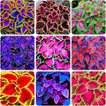 150+Coleus Rainbow Mix Seeds for Planting Outdoor-Beautiful Flower Plant in Your Home Garden Indoors or Outdoors Attractive and Colorful