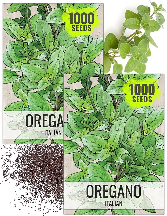 Seed Needs Oregano Seeds for Planting Italian Herbs - Non-GMO Heirloom & Untreated Culinary Herb Seed - Grow Indoors or Outdoors for a Kitchen Garden (2 Packs)