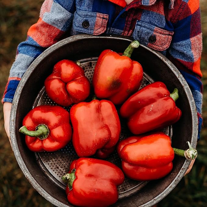 Ozark Giant Red Bell Pepper - 25 Seeds - Sweet Heirloom Variety, Great for Southern Gardens, Non-GMO Vegetable Seeds for Planting Outdoors in The Home Garden, Thresh Seed Company