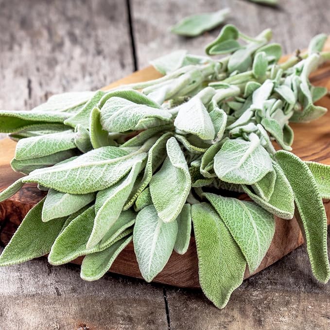 Seed Needs Sage Seeds for Planting Broad Leaved Herbs - Non-GMO Heirloom & Untreated Culinary Herb Seed to Plant a Home Grown Garden Indoors or Outdoors (5 Packs)