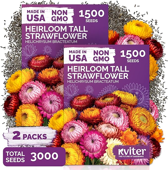 KVITER 3,000 Tall Mix Strawflower Seeds for Planting (Xerochrysum/Helichrysum Bracteatum), 2 Pack — Golden Everlasting Flower, Paper Daisy — Ideal Organic, Heirloom Cut Flower Seeds to Plant Outside