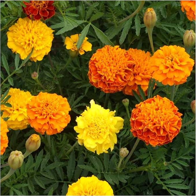 Seed Needs. Petite Marigold Seeds - Blend of 250 Heirloom Seeds for Planting Tagetes patula - Ruffled Flowers to Attract Pollinators and to Grow a Butterfly Garden (1 Pack)
