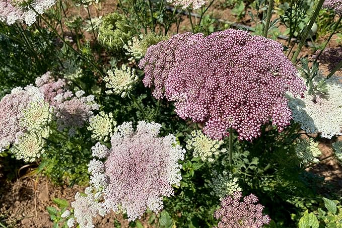 Plant Good Seed Organic Dara Queen Anne's Lace Flower Seeds for Planting: Heirloom Ammi, Red, Pink and White Blossoms - 200 Seed Packet